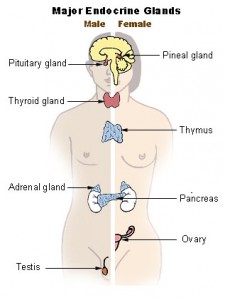 endocrine_system