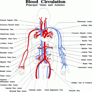 circulatory system